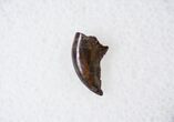 Raptor (Acheroraptor) Tooth - Montana #16040-1